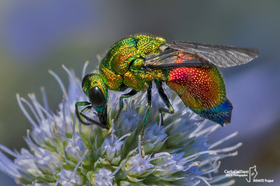 Stilbum cyanurum