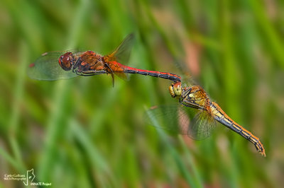 Sympetrum flaveolum