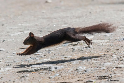 Scoiattolo rosso - Red squirrel - (Sciurus vulgaris)