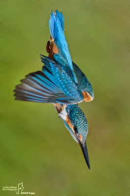 Martin pescatore - Kingfisher - (Alcedo atthis)