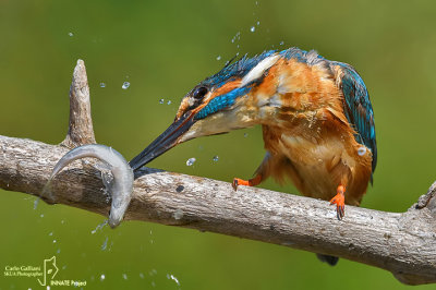 Martin pescatore - Kingfisher - (Alcedo atthis)