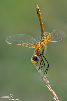 Sympetrum fonscolombi