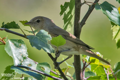 Beccafico - Garden Warbler (Sylvia borin)	