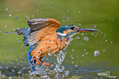 Martin pescatore - Kingfisher - (Alcedo atthis)