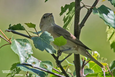 Beccafico - Garden Warbler (Sylvia borin)	