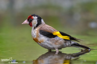 Cardellino -European Goldfinch (Carduelis carduelis)