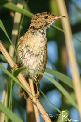 Cannaiola di Jerdon - Paddyfield Warbler ( Acrocephalus agricola )	