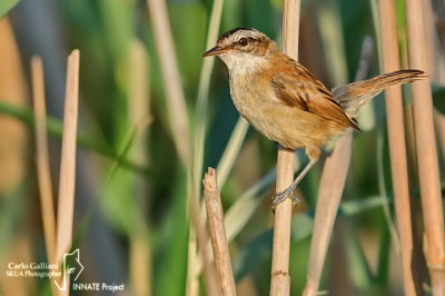 Forapaglie macchiettato - Grasshopper Warbler  ( Locustella naevia )	                                                        	