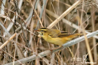 Forapaglie - Sedge Warbler ( Acrocephalus schoenobaenus )