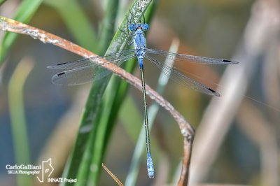 Lestes macrostigma