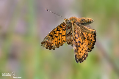 boloria_titania47.jpg