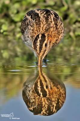 Beccaccino-Common Snipe (Gallinago gallinago)