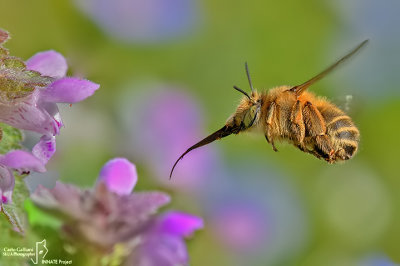 Anthophora plumipes