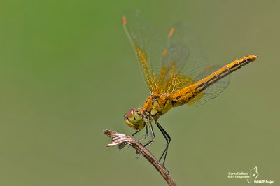 Sympetrum flaveolum