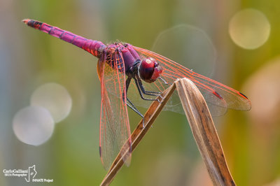 Trithemis annulata