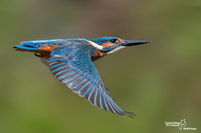 Martin pescatore - Kingfisher - (Alcedo atthis)