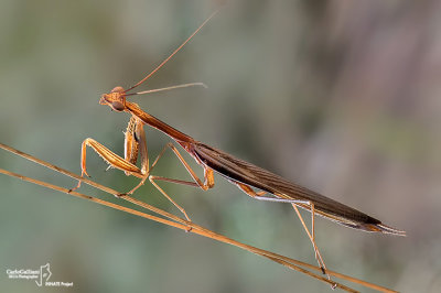 Mantis religiosa