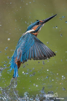 Martin pescatore - Kingfisher - (Alcedo atthis)