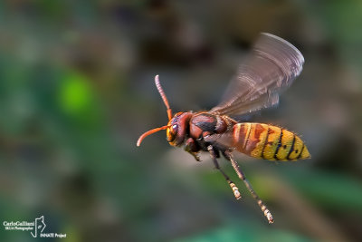 Calabrone - Hornet (Vespa crabro)