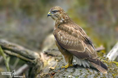 Poiana-Common Buzzard (Buteo buteo)