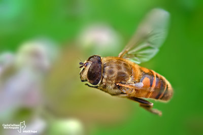 Eristalis tenax