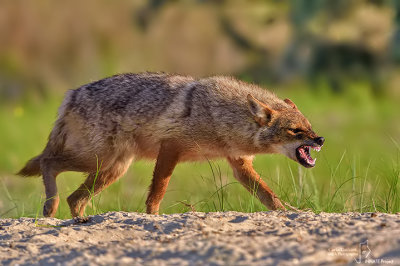 Sciacallo dorato -Golden jackal (Canis aureus)