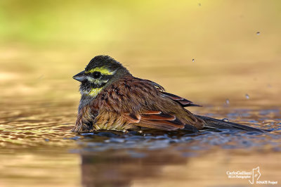 Zigolo nero- Cirl Bunting (Emberiza cirlus)