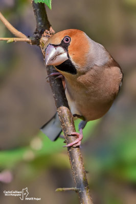 Frosone- Hawfinch (Coccothraustes coccothraustes)