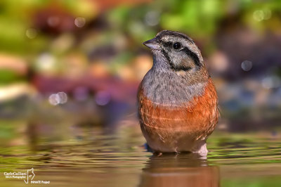 Zigolo muciatto- Rock Bunting (Emberiza cia)