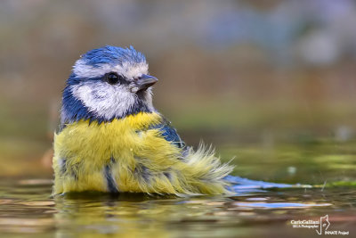 Cinciarella-Blue Tit(Cyanistes caeruleus)