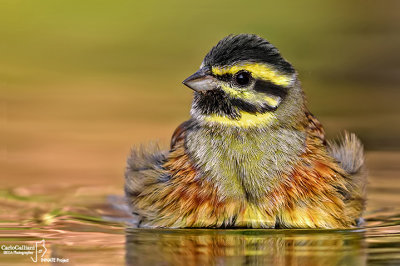 Zigolo nero- Cirl Bunting (Emberiza cirlus)