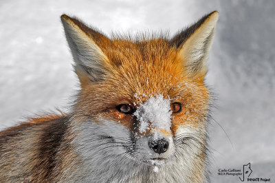 Volpe-Red Fox (Vulpes vulpes)