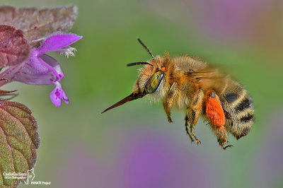 Anthophora plumipes