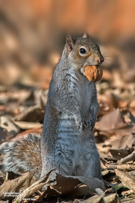 Grey squirrel - Sciurus carolinensis