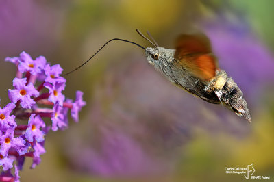 Macroglossum stellatarum