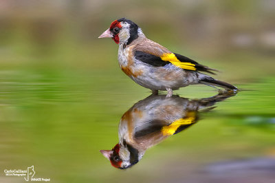 Cardellino -European Goldfinch (Carduelis carduelis)