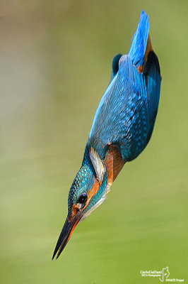 Martin pescatore - Kingfisher - (Alcedo atthis)