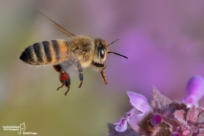 Apis mellifera