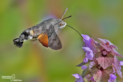 Macroglossum stellatarum