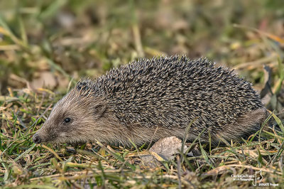Riccio-European Hedgehog (Erinaceus europaeus )