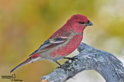 Ciuffolotto delle pinete -Pine Grosbeak( Pinicola enucleator)