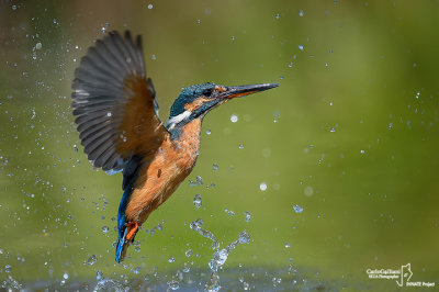 Martin pescatore - Kingfisher - (Alcedo atthis)