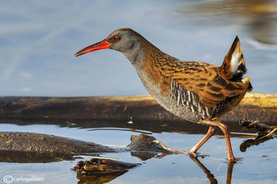 Porciglione - Water Rail (Rallus aquaticus)