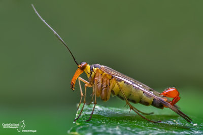 Mosca scorpione - Scorpion flies (Panorpa sp )