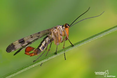 Mosca scorpione - Scorpion flies (Panorpa sp )