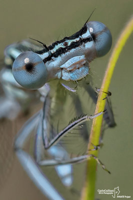 Platycnemis pennipes