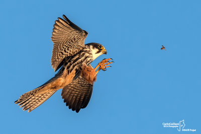 Lodolaio- Eurasian Hobby (Falco subbuteo)
