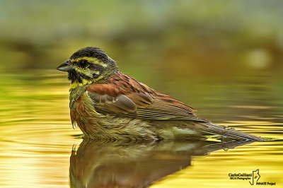 Zigolo nero- Cirl Bunting (Emberiza cirlus)