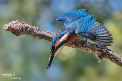 Martin pescatore - Kingfisher - (Alcedo atthis)