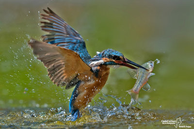 Martin pescatore - Kingfisher - (Alcedo atthis)